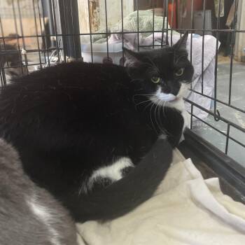 Batman -  Tuxedo Cat for Adoption in Columbia, South Carolina - Batman | PetCurious