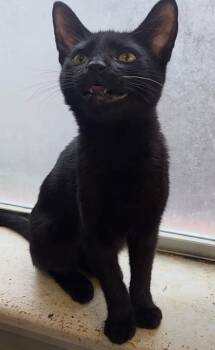Mia -  Domestic Short Hair Cat for Adoption in Plano, Texas - Mia | PetCurious