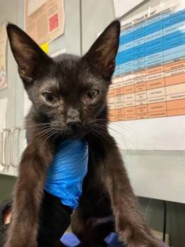 TYLER -  Domestic Short Hair Cat for Adoption in Jacksonville, Florida - TYLER | PetCurious