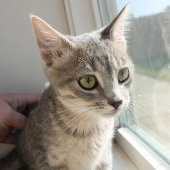 Rescue Domestic Short Hair Cats for Adoption in Cleveland, Mississippi - Zuko | PetCurious