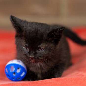 Rescue Domestic Short Hair Cats for Adoption in Mount Vernon, Indiana - Vader | PetCurious