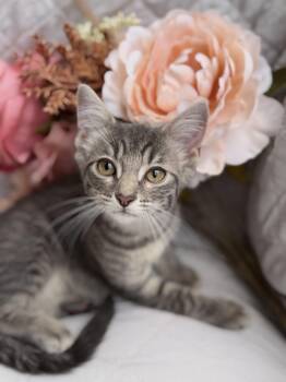 Trinity-Transport -  Domestic Short Hair Cat for Adoption in Gradyville, Kentucky - Trinity-Transport | PetCurious