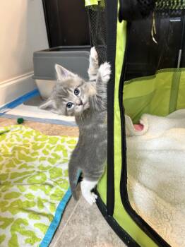 Elora -  Domestic Short Hair Cat for Adoption in Sanford, North Carolina - Elora | PetCurious