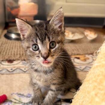 Adorable Monk -  Domestic Short Hair Cat for Adoption in South Riding, Virginia - Adorable Monk | PetCurious