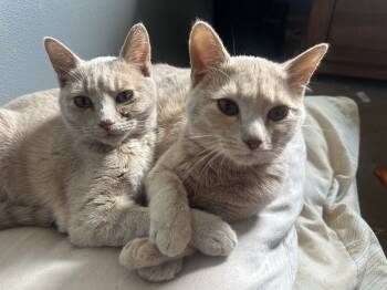 Rescue Domestic Short Hair Cats for Adoption in Albany, Wisconsin - Parrot | PetCurious