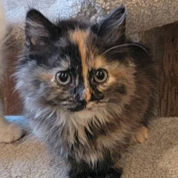 Gypsi Rose Pending -  Domestic Long Hair and Tortoiseshell Cat for Adoption in Wyandotte, Michigan - Gypsi Rose Pending | PetCurious