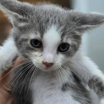 Mittens -  Domestic Short Hair Cat for Adoption in Buellton, California - Mittens | PetCurious