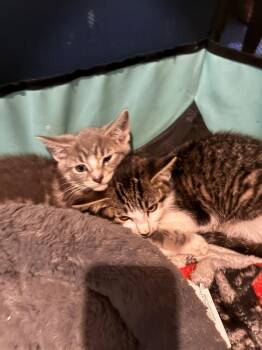 Felix -  American Shorthair Cat for Adoption in Hagaman, New York - Felix | PetCurious