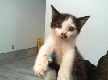 A1265422 -  Domestic Short Hair Cat Available for Adoption in Charlotte, North Carolina - A1265422 | PetCurious