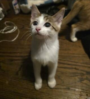 Frieren -  Domestic Short Hair Cat for Adoption in Lincoln, Nebraska - Frieren | PetCurious