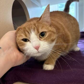 Piggie -  Domestic Short Hair and Mixed Breed Cat for Adoption in Gloucester, Virginia - Piggie | PetCurious