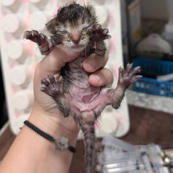 Domestic Short Hair Cats Available for Adoption - Bottle Kitten 3 | PetCurious