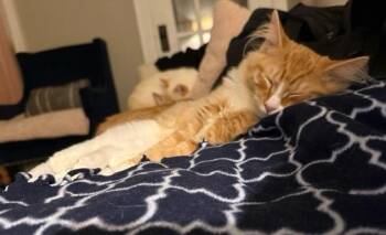 Fanta -  Domestic Short Hair Cat for Adoption in Omaha, Nebraska - Fanta | PetCurious