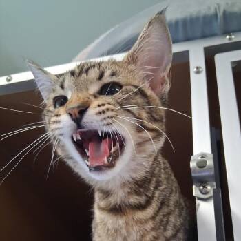 Saturday -  Domestic Short Hair Cat for Adoption in Middlebury, Vermont - Saturday | PetCurious