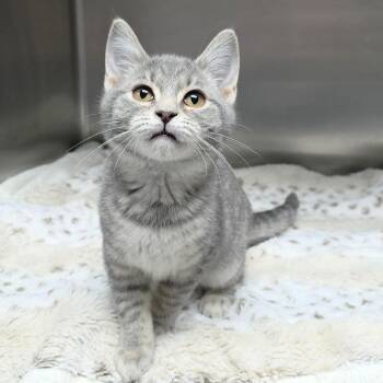 Domestic Short Hair Cats Available for Adoption - Petal | PetCurious