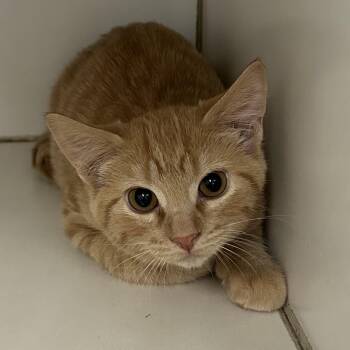 Fumble -  Domestic Short Hair Cat for Adoption in Mason City, Iowa - Fumble | PetCurious