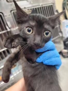 Cocoa Beans -  Domestic Short Hair Cat for Adoption in Largo, Florida - Cocoa Beans | PetCurious
