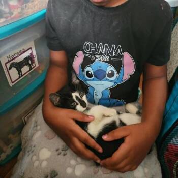 Shrimp -  Domestic Short Hair Cat for Adoption in Reisterstown, Maryland - Shrimp | PetCurious