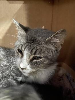 Marion -  Domestic Short Hair Cat for Adoption in Chicago, Illinois - Marion | PetCurious