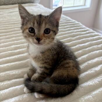 Prudence -  Domestic Short Hair Cat for Adoption in Lexington, Kentucky - Prudence | PetCurious
