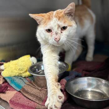 Domestic Short Hair Cats Available for Adoption - Bronson | PetCurious