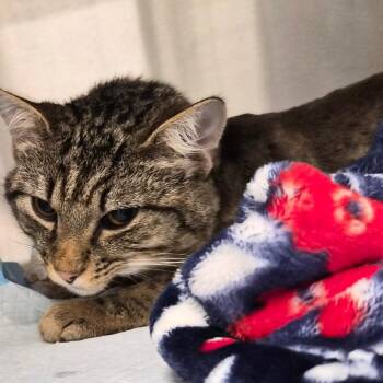 Leroy -  Domestic Short Hair Cat for Adoption in Bentonville, Arkansas - Leroy | PetCurious