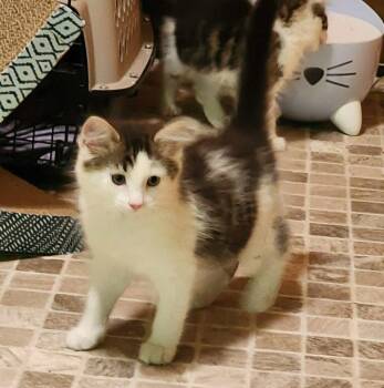Wilma -  Domestic Short Hair Cat for Adoption in Candler, North Carolina - Wilma | PetCurious