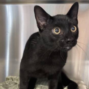 Country Bumpkin -  Domestic Short Hair Cat for Adoption - Country Bumpkin | PetCurious