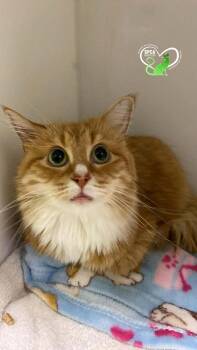 Domestic Medium Hair Cats Available for Adoption - Ruby | PetCurious