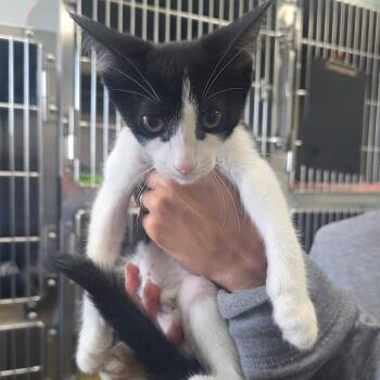 Gnocchi -  Domestic Short Hair Cat for Adoption - Gnocchi | PetCurious