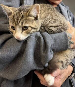 Alden -  Domestic Short Hair Cat for Adoption in Apollo, Pennsylvania - Alden | PetCurious