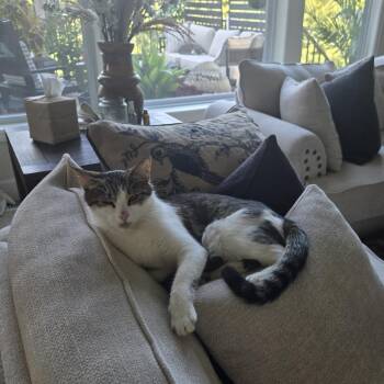 Millie C70063 -  Domestic Short Hair Cat for Adoption in Minnetonka, Minnesota - Millie C70063 | PetCurious