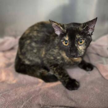 Rebekah -  Domestic Short Hair Cat for Adoption in Martinsville, Virginia - Rebekah | PetCurious