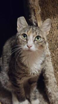 Rescue Domestic Short Hair Cats for Adoption in Eugene, Oregon - Sandy | PetCurious