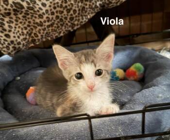 Viola -  Domestic Short Hair and Calico Cat for Adoption in Greensboro, North Carolina - Viola | PetCurious