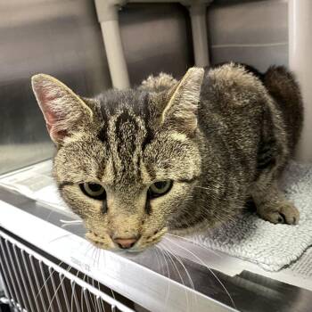 Rodriguez -  Domestic Medium Hair Cat for Adoption in Philadelphia, Pennsylvania - Rodriguez | PetCurious