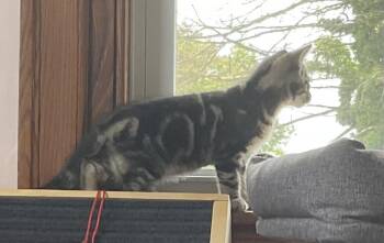 Rescue Domestic Short Hair Cats for Adoption in Philadelphia, Pennsylvania - Vasca | PetCurious