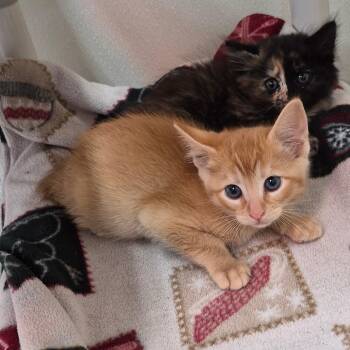 Domestic Short Hair Cats Available for Adoption in Fort Bragg, California - Buttercup | PetCurious