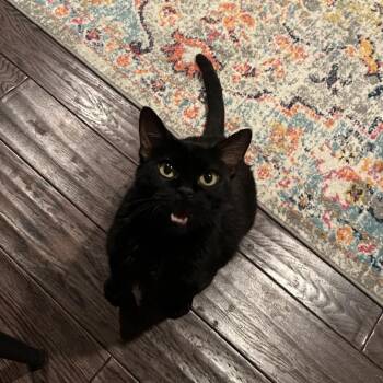 Inky -  Domestic Short Hair Cat for Adoption in Gainesville, Florida - Inky | PetCurious