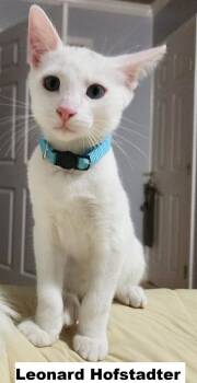 Leonard -  Domestic Short Hair Cat for Adoption in Zimmerman, Minnesota - Leonard | PetCurious