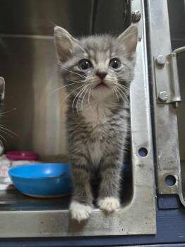 Rescue Domestic Short Hair Cats for Adoption in Tulsa, Oklahoma - Sprinkle | PetCurious