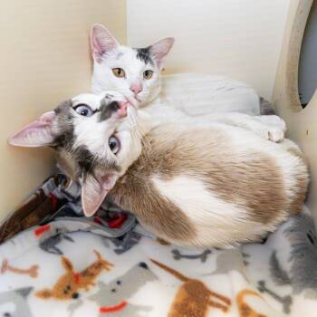 Domestic Short Hair Cats Available for Adoption in South Elgin, Illinois - Nico | PetCurious