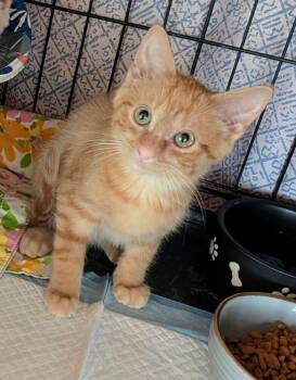 Rex -  Domestic Short Hair Cat for Adoption in Louisa, Virginia - Rex | PetCurious