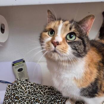 Domestic Short Hair Cats Available for Adoption - Roxy | PetCurious