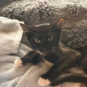 Gojo -  Domestic Short Hair Cat for Adoption in Fort Lauderdale, Florida - Gojo | PetCurious