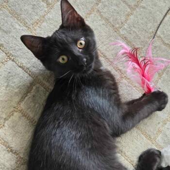 Tisiphone -  Domestic Short Hair Cat for Adoption in Gibsonia, Pennsylvania - Tisiphone | PetCurious