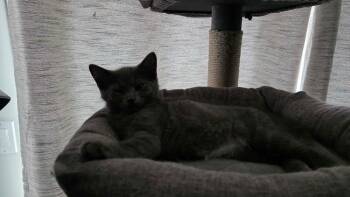 Reeses -  Domestic Short Hair Cat for Adoption in Chicago, Illinois - Reeses | PetCurious