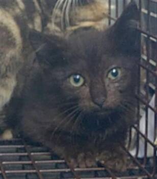 NATE -  Domestic Short Hair Cat for Adoption in Fort Lauderdale, Florida - NATE | PetCurious
