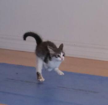 Domestic Short Hair Cats Available for Adoption in Montreal, Quebec - Lumière (Lentille) | PetCurious