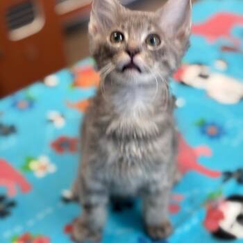 Domestic Short Hair Cats Available for Adoption in South Elgin, Illinois - Rauw | PetCurious